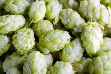 taze yeşil şerbetçiotu