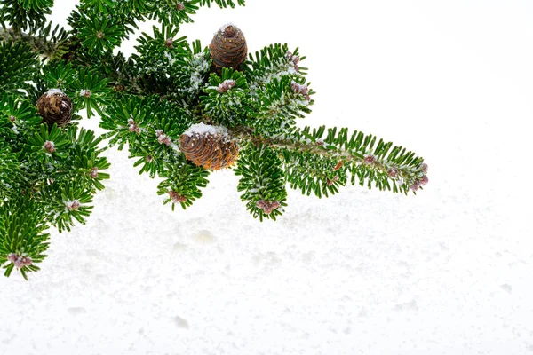 クリスマスの装飾の小枝 — ストック写真