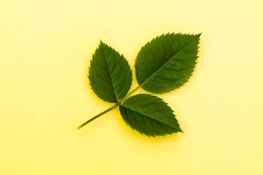 Üç gül yaprakları sarı kağıt arka plan üzerinde.