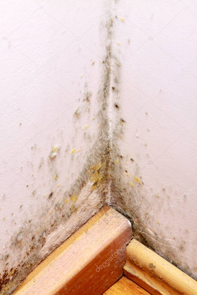 Problem with mould on the wall in house.