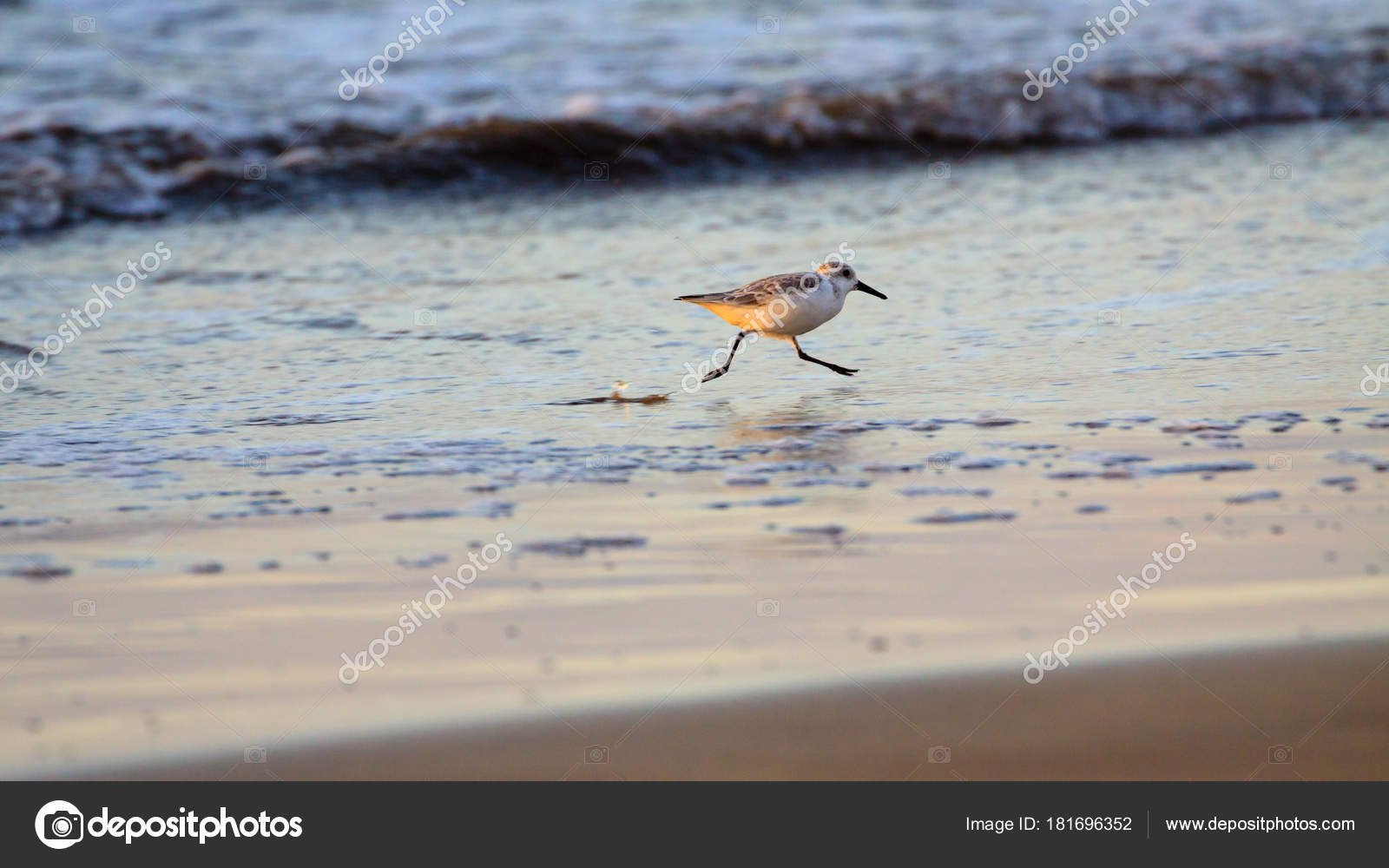 Petit Oiseau Fonctionnent Eau Sur Plage Photographie Cegli