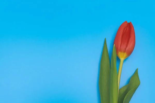 Tulipán Rojo Fresco Sobre Fondo Pastel Azul — Foto de Stock