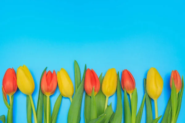 Tulipanes Rojos Amarillos Frescos Sobre Fondo Pastel Azul — Foto de Stock