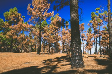 Orman Kanarya Adası çam dal closeup yandı.