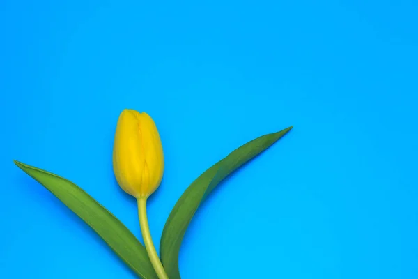 One Fresh Yellow Tulip Blue Pastel Background — Stock Photo, Image