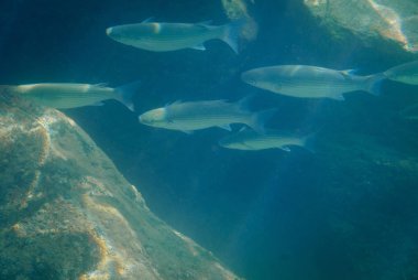 Su altında yüzen balık. Işık demeti.