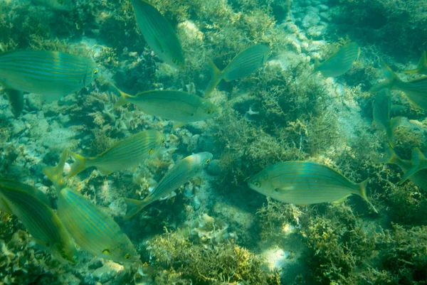 Enkele Tropische Vissen Zwemmen Groene Zeewater — Stockfoto