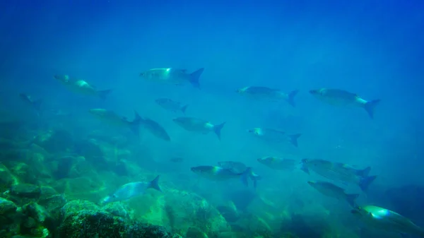 Lange Groep Vis Zee Onderwater — Stockfoto