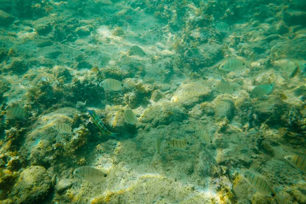 Několik Tropických Ryb Plavání Zelené Mořské Vody — Stock fotografie