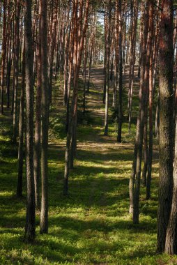Dar patikalı çam ormanı manzarası.