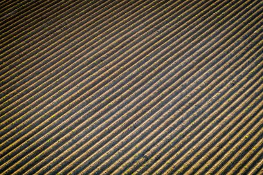 Alandaki çizgilerin doğa arkaplanı.