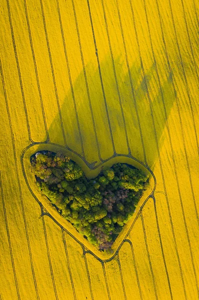 Real heart shaped copse of forest among rape field