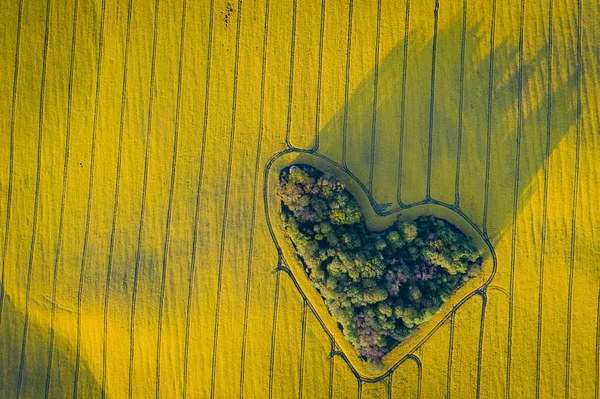 Real heart shaped copse of forest among rape field