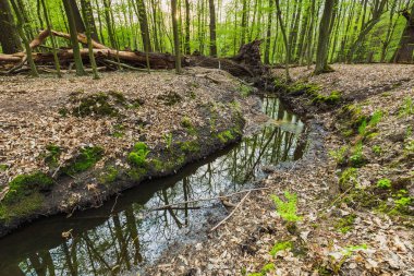 Yeşillik bahar ormanında küçük bir dere.