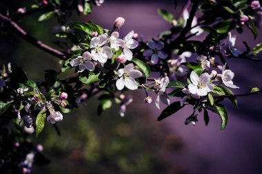 Bahar meyvesi ağacında beyaz çiçekler.