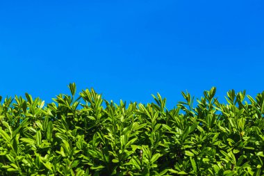 Gökyüzüne karşı çitin yeşil yeşil yaprakları.