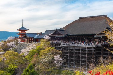 Kiyomizu dera Tapınağı ve cherry blossom sezon (Sakura) sprin