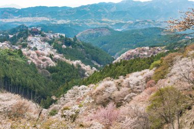 Kiraz çiçeği Yoshinoyama, Nara, Japonya bahar peyzaj üzerinde.