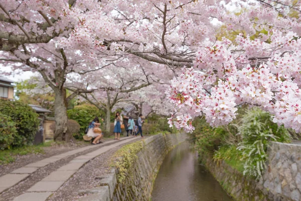 Sakura (kiraz çiçeği) Springti ile felsefe yürüyüş — Stok fotoğraf