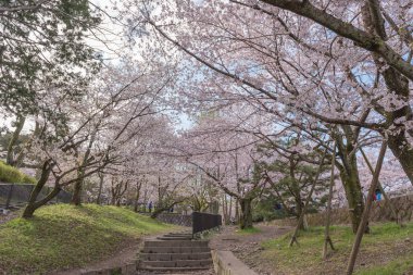 Keage eğim ile sakura (kiraz çiçekleri), Kyoto, Japonya.