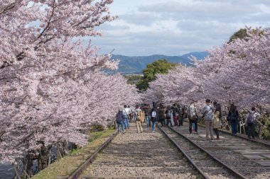 Kyoto, Japonya - 5 Nisan 2016: Keage eğilmek sakura (kiraz ile 