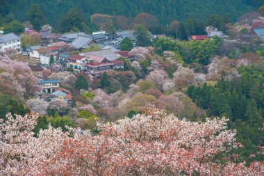Kiraz çiçeği Yoshinoyama, Nara, Japonya bahar peyzaj üzerinde.