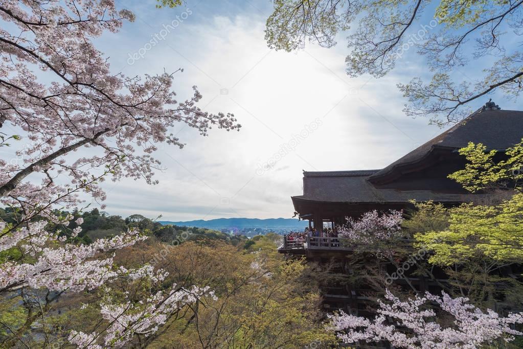 Kiyomizu dera temple and cherry blossom season (Sakura) on sprin