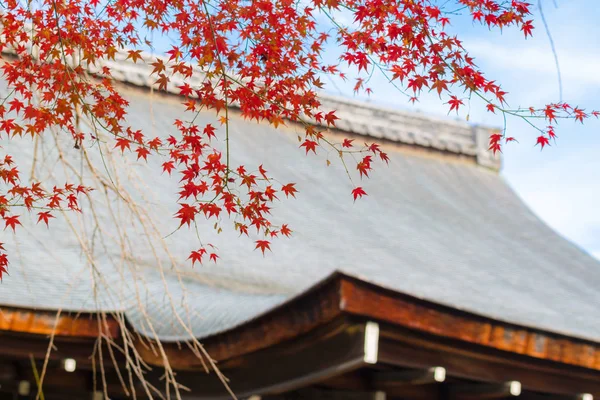 Kırmızı akçaağaç üzerinde çatı sırasında Japonya'da yaprak