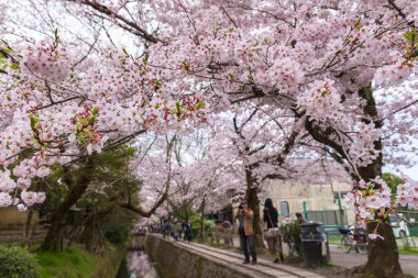 Sakura (kiraz çiçeği) Springtim ile felsefe yürüyüş