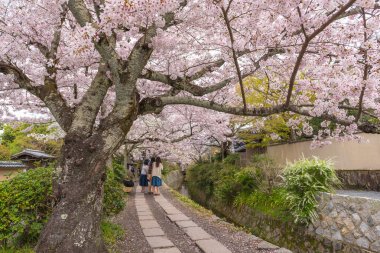 Sakura (kiraz çiçeği) Springtim ile felsefe yürüyüş
