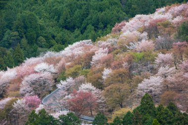 Kiraz çiçeği Yoshinoyama, Nara, Japonya bahar peyzaj üzerinde.