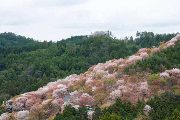 Cherry blossom on Yoshinoyama, Nara, Japan spring landscape. — Stock Photo, Image