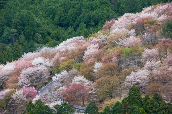 Kiraz çiçeği Yoshinoyama, Nara, Japonya bahar peyzaj üzerinde. — Stok fotoğraf