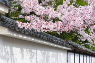 Güzel kiraz çiçeği (sakura çiçeği) tam çiçeklenme ve Japonya 'da