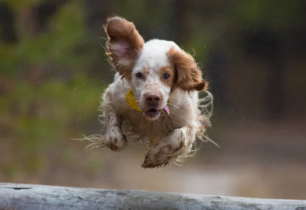 Köpek uçuş. Köpek işaret. — Stok fotoğraf