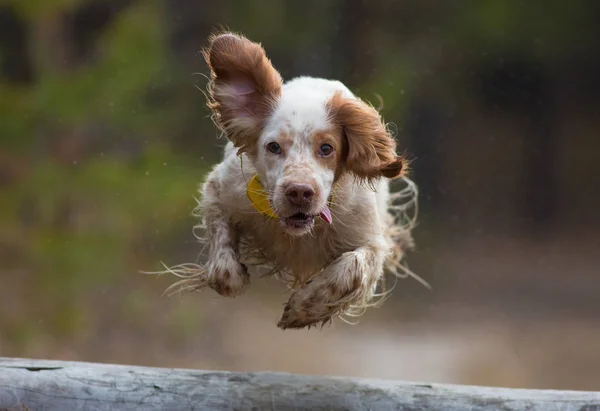 Hund under flygning. Pekar hund. Stockbild