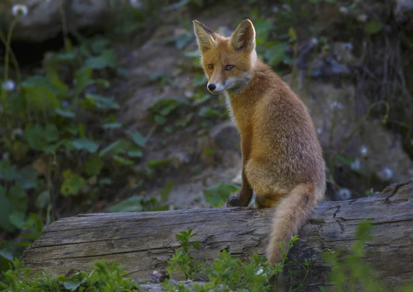 Jeune renard portrait . — Photo