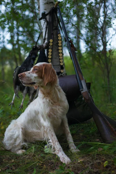 Den engelska setter på jakt med produktion. Stockbild