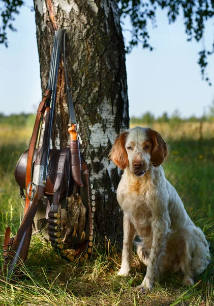 Den engelska setter på jakt med produktion. — Stockfoto