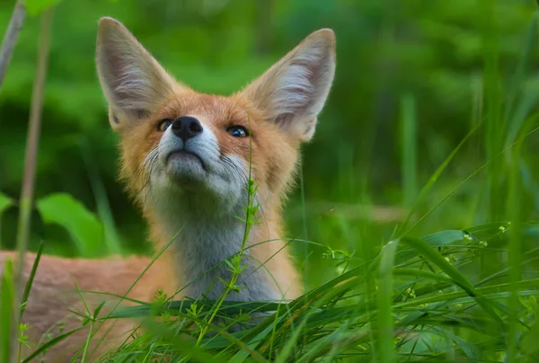 野生動物。若い狐の肖像画. — ストック写真