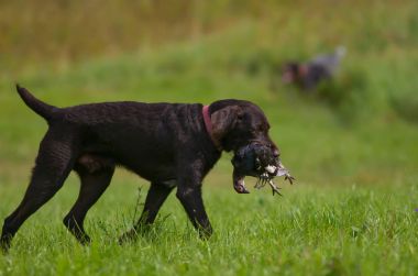 Gerçek av üzerinde Almanca Dratkhaar.