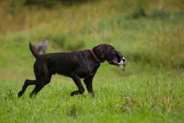 Deutsche Drahthaar. Gerçek av üzerinde Almanca Dratkhaar.