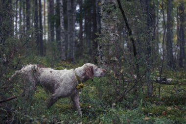 Bir İngiliz seterim ile avcılık.