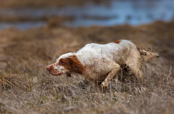 Köpek Çalışan Ngiliz Seterim Köpek Işaret — Stok fotoğraf