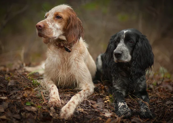 Köpekleri Portresi — Stok fotoğraf