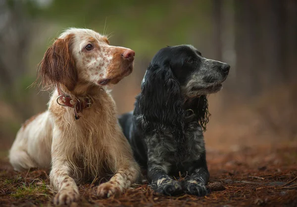 Köpekleri Portresi — Stok fotoğraf