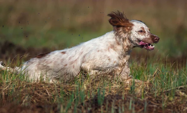 Köpek Işaret Köpek Çalışan Ngiliz Setter — Stok fotoğraf