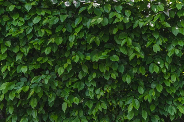 Sfondo Verde Della Pianta Giovane Crescita — Foto Stock