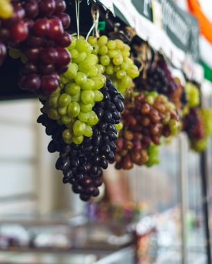 Gün batımında üzüm bağında bir demet yeşil ve mavi üzüm. Üzüm festivali