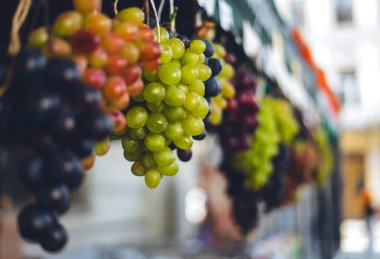 Üzüm çeşitleri farklı, yeşil, mavi, pembe. Üzüm Festivali